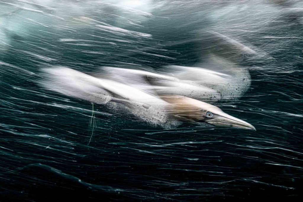 British Waters Wide Angle Winner © Henley Spiers / UPY 2022 (UK). “Gannet Storm” Northern gannet in Shetland. Nikon D850, Nikon 28-70mm @ 35mm & Nauticam WACP-1, Nauticam NA D850, 2 x Inon Z240. f/22, 1/8th, ISO 125