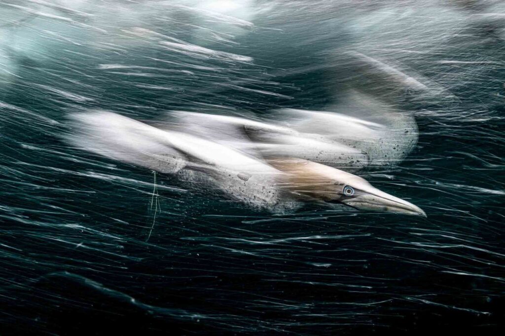 Vencedor do ângulo amplo da British Waters © Henley Spires / UPY 2022 (Reino Unido). “Tempestade Gannet” Patola-patola do Norte nas Shetland. Nikon D850, Nikon 28-70mm @ 35mm e Nauticam WACP-1, Nauticam NA D850, 2 x Inon Z240. f/22, 1/8, ISO 125