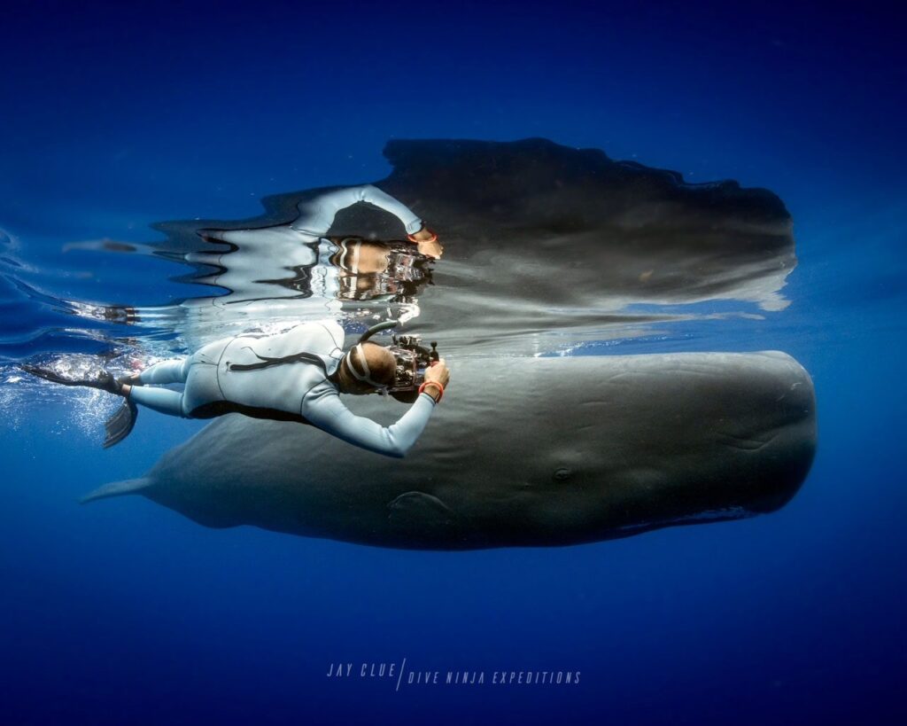 Humpback encounter sa isang scuba diver