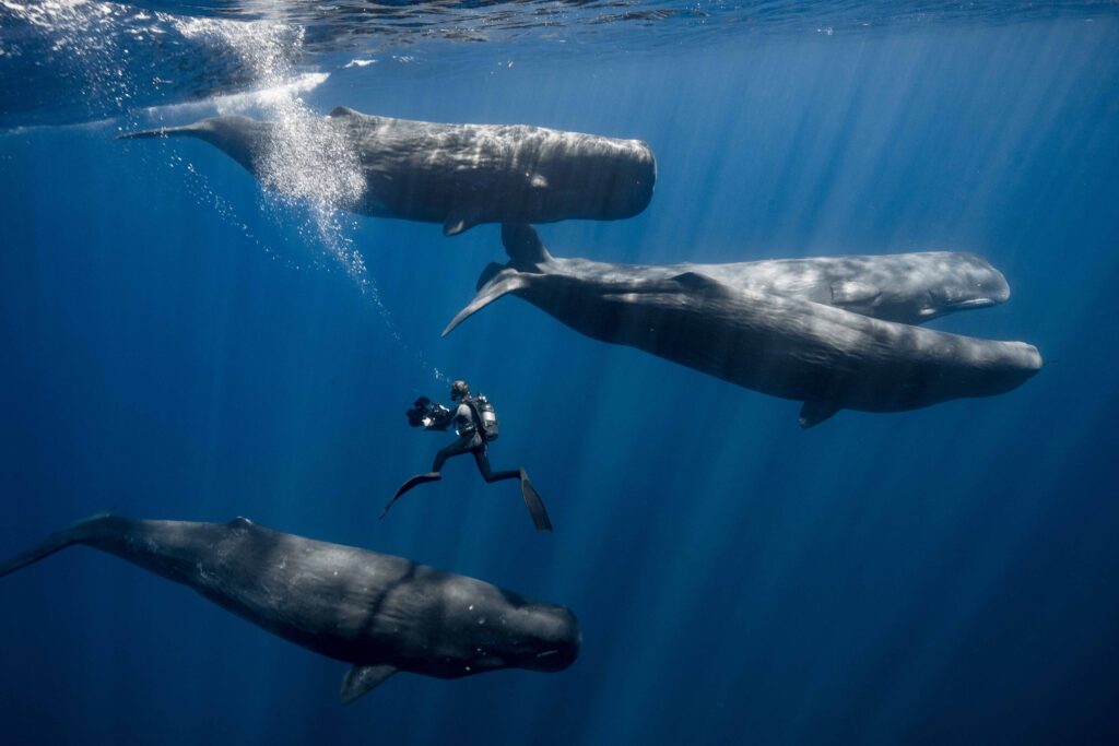 スキューバ ダイバーと一緒にインド洋でマッコウクジラを観察