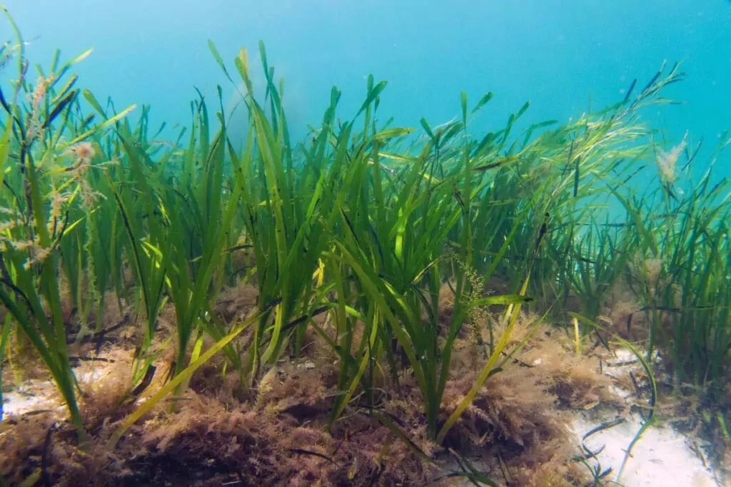 Siorcanna Mór