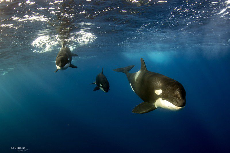 ORCAS operating in numbers