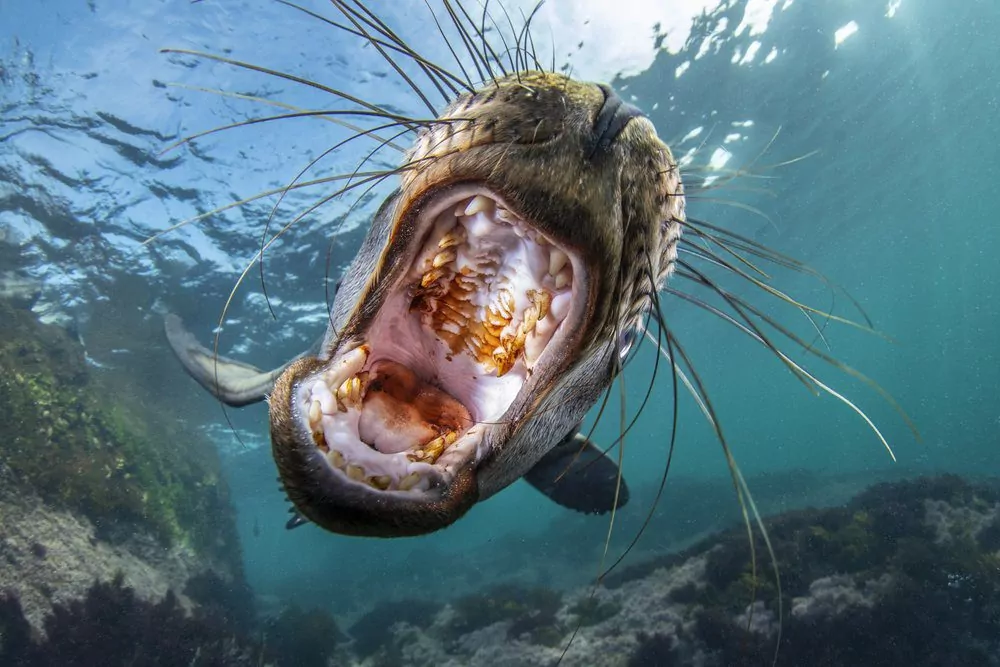 Fotografia naturalistica mondiale