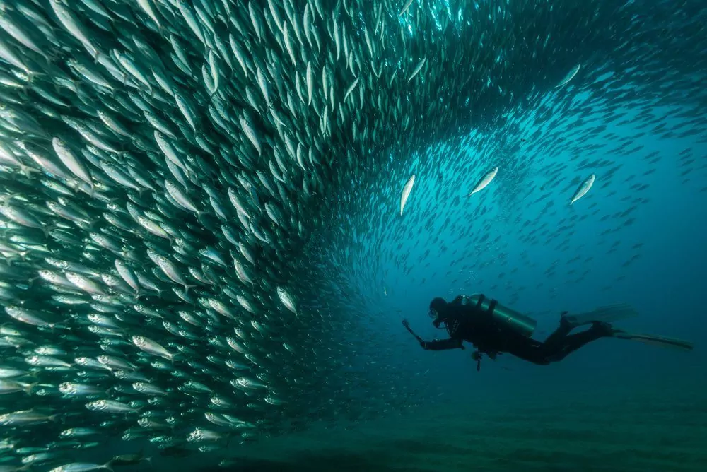 Fotografía de la naturaleza mundial