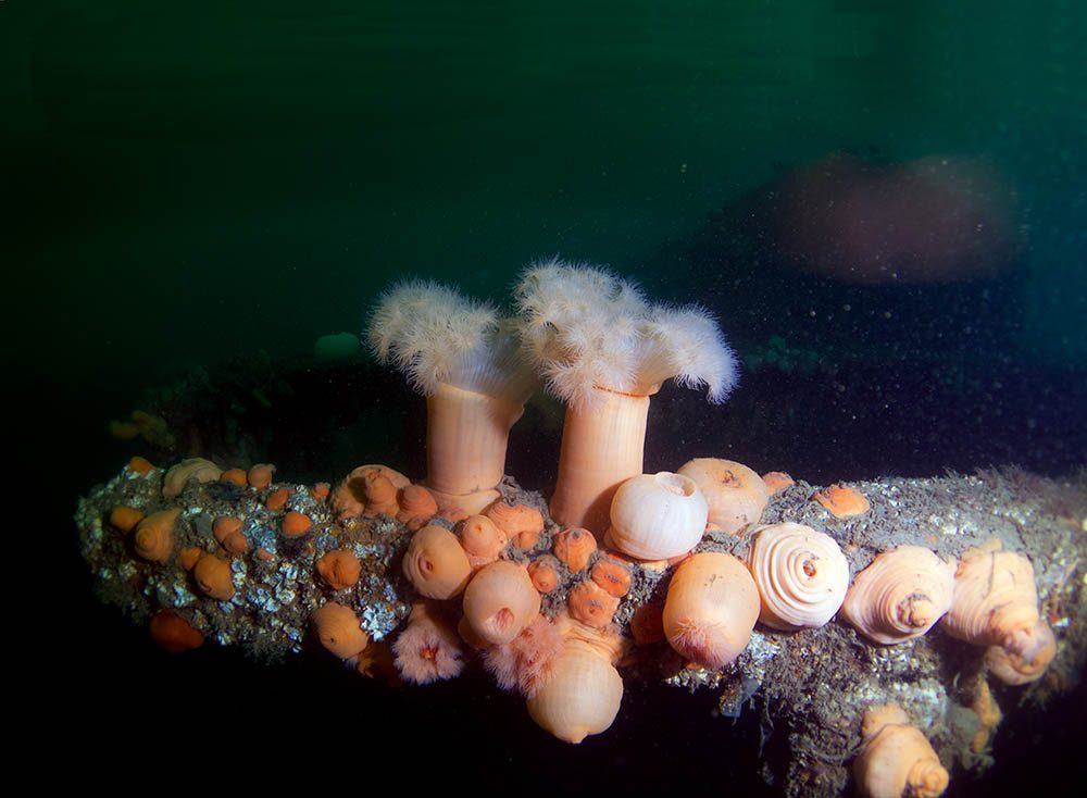 Plumose anemones and sponges on the Breda wreck.
