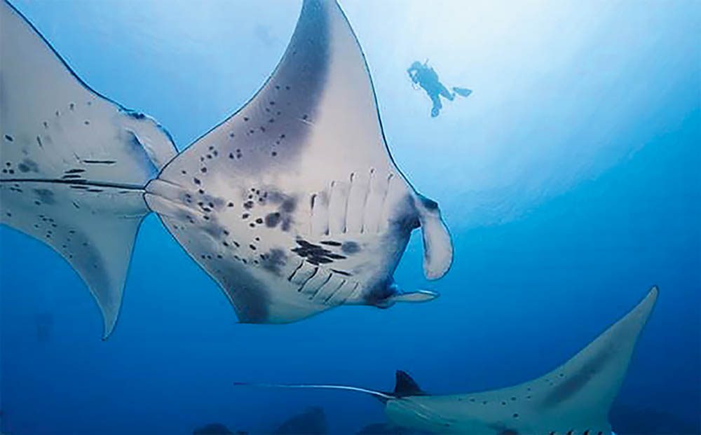 Eine Gruppe Mantas schwimmt gemächlich am Mil Channel Drift vorbei