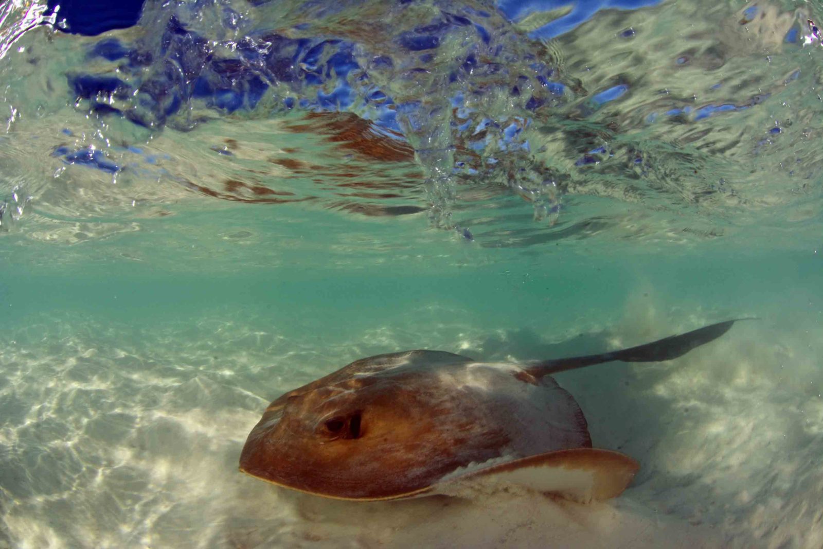 Cowtail sting ray in Seychelles