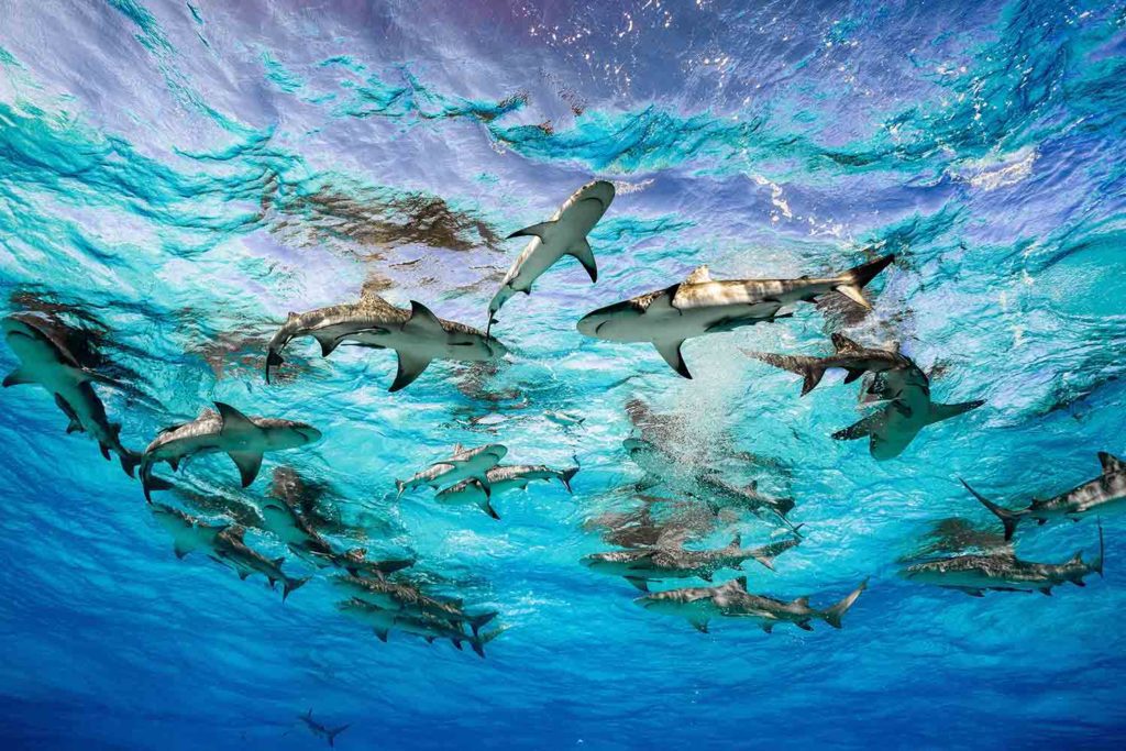 Sharks in Galapgos