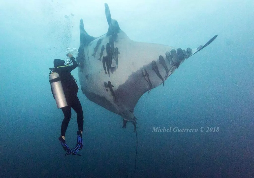 plongeur avec manta océanique