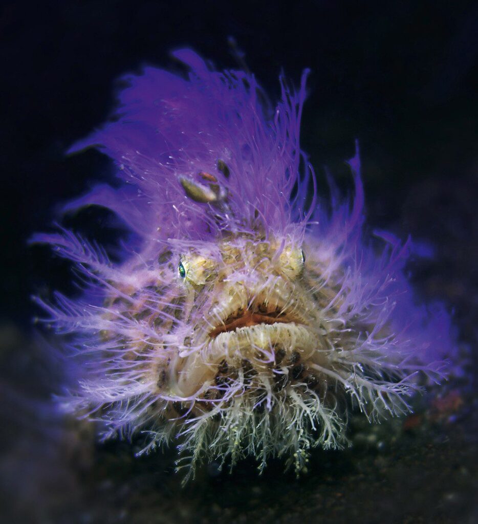 Hairy Frogfish na potapljaškem mestu Jahir