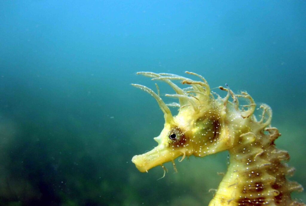 kuda laut berduri