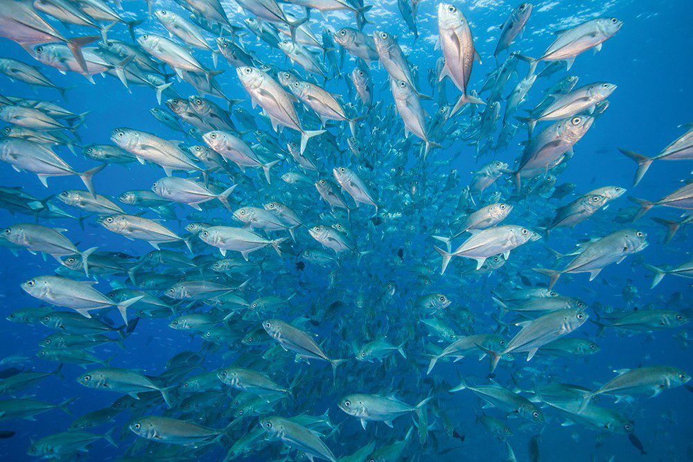 Horse-eyed Jacks at Blue Corner dive-site