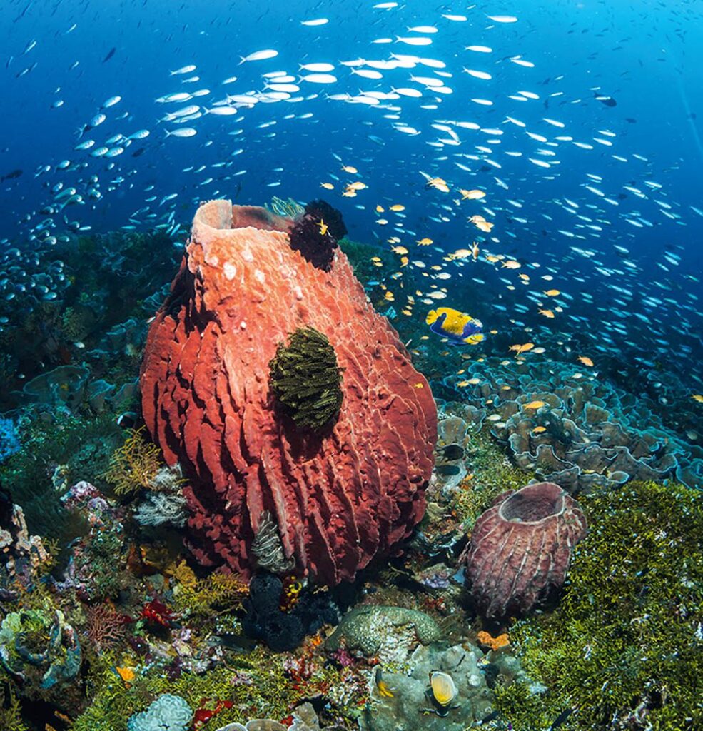 Immense et belle colonie de corail