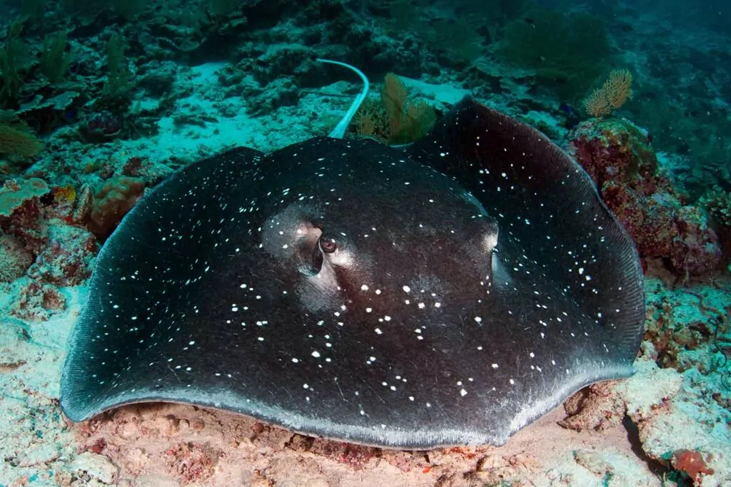 Whip ray in the Seychelles