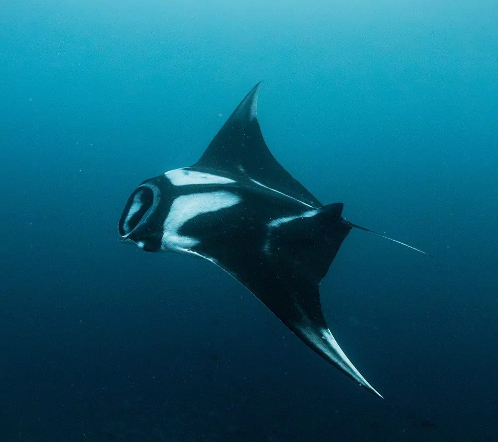 Mobula Rays na ostrovoch Catalina