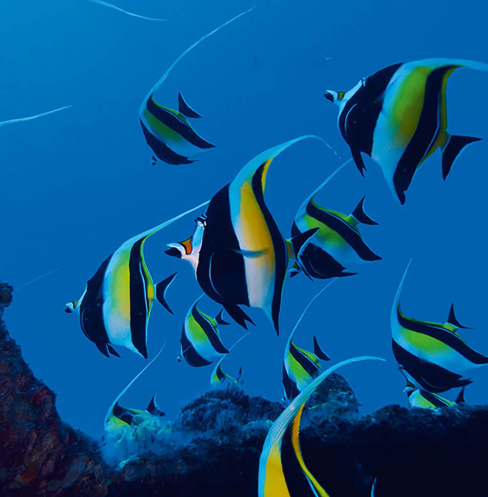 Moorish idol