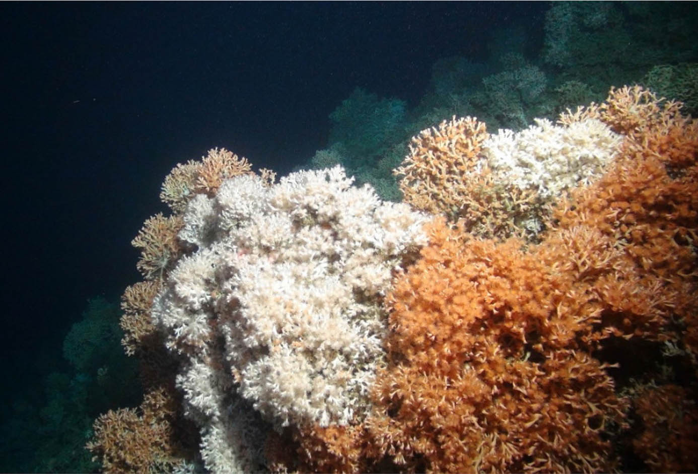 a deepwater coral in the Canyons MPA