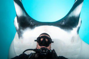 Diver with oceanic manta