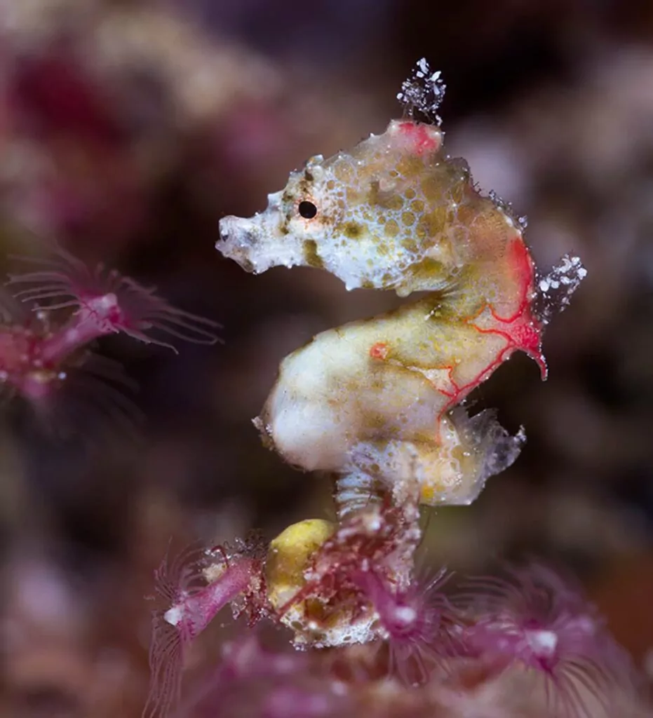 Kuda laut pygmy Pontohi di Black Rock