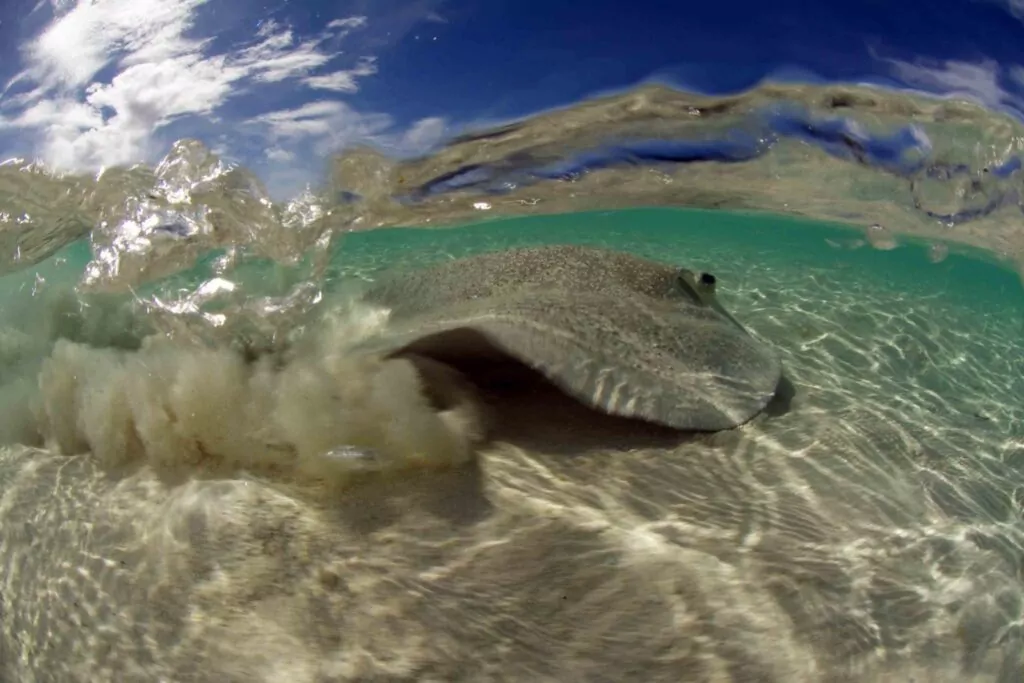 Whip ray in the Seychelles