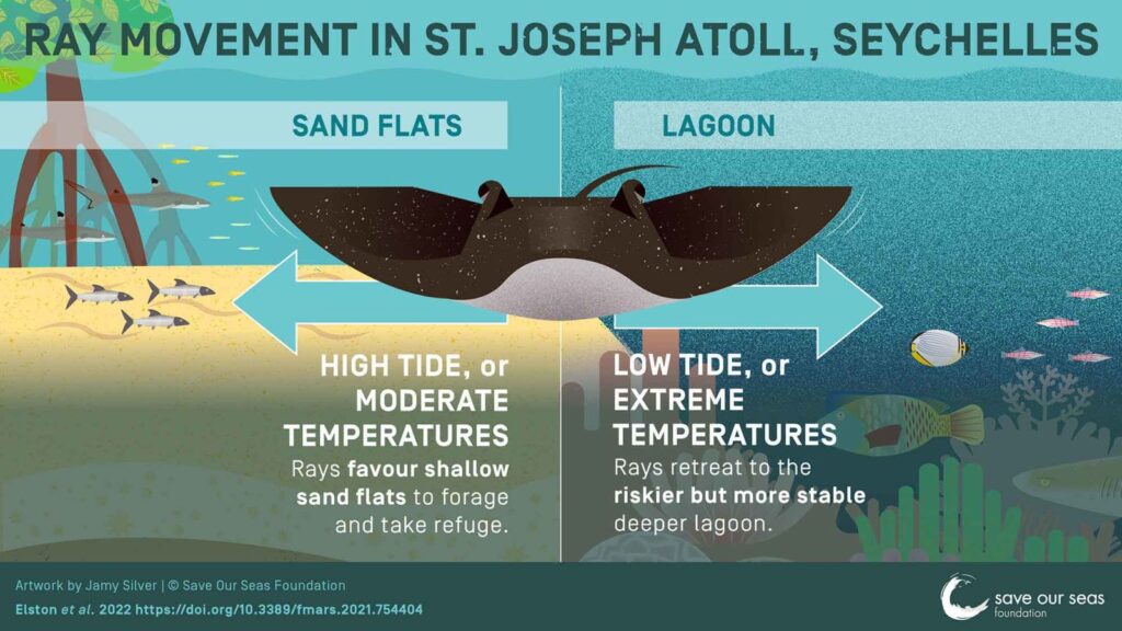 Seychelles sting ray graphic