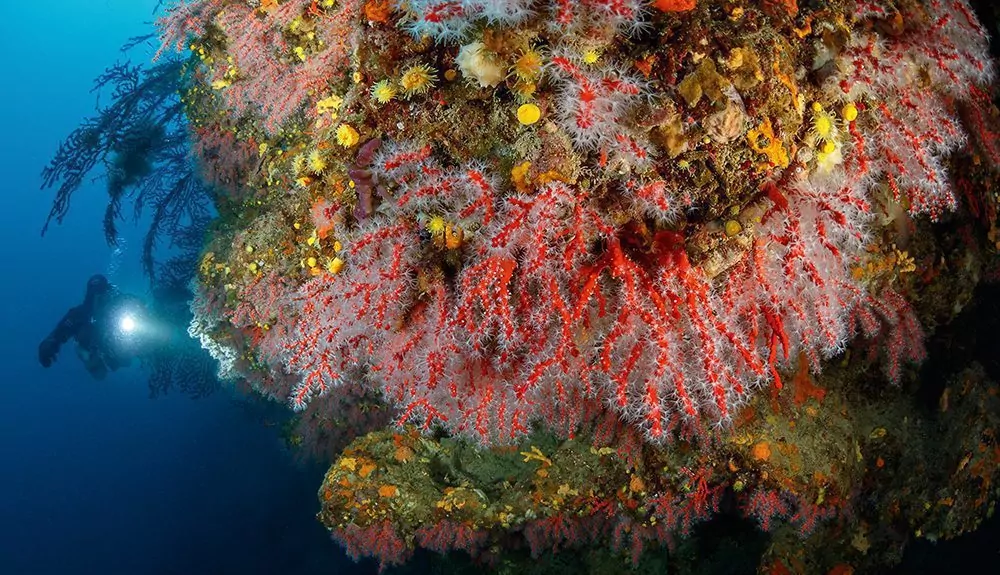 Red Coral at Colombara