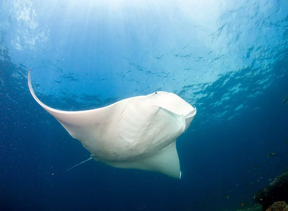 Reef Manta at Magic mountain