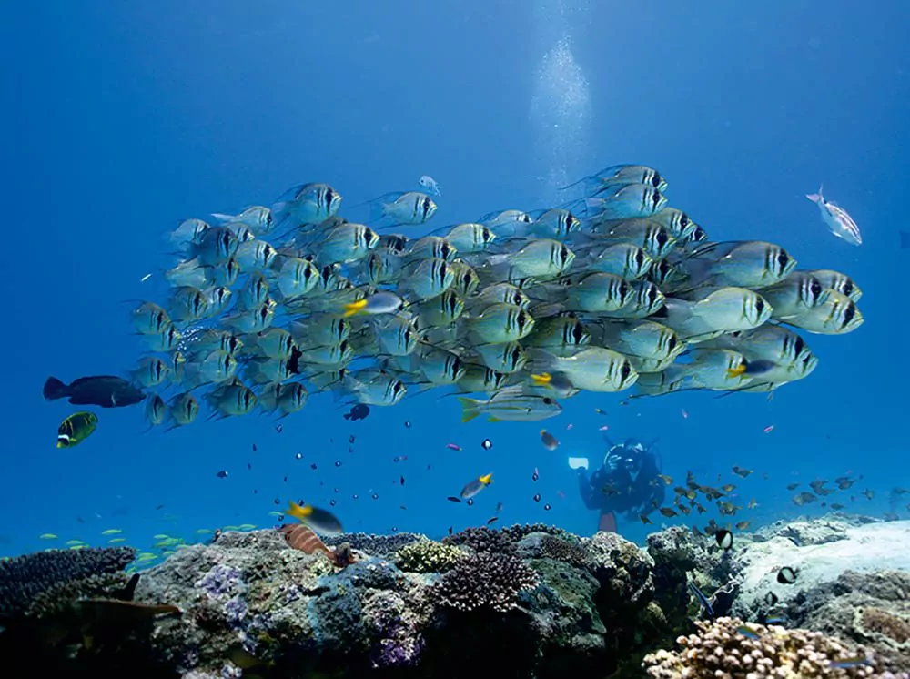 Schools of Fish at Blizzard Ridge