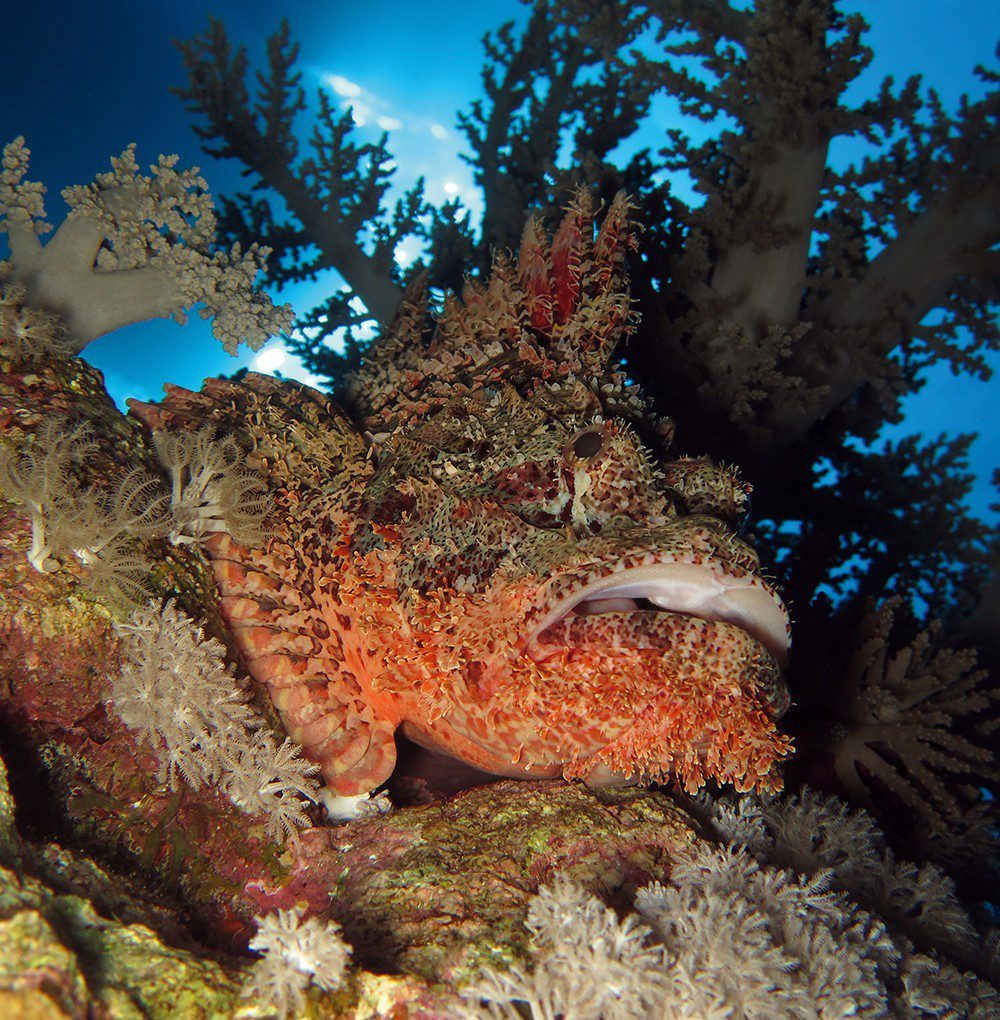 Scorpionfish na náhorní plošině House Reef S - El Quseir, Egypt