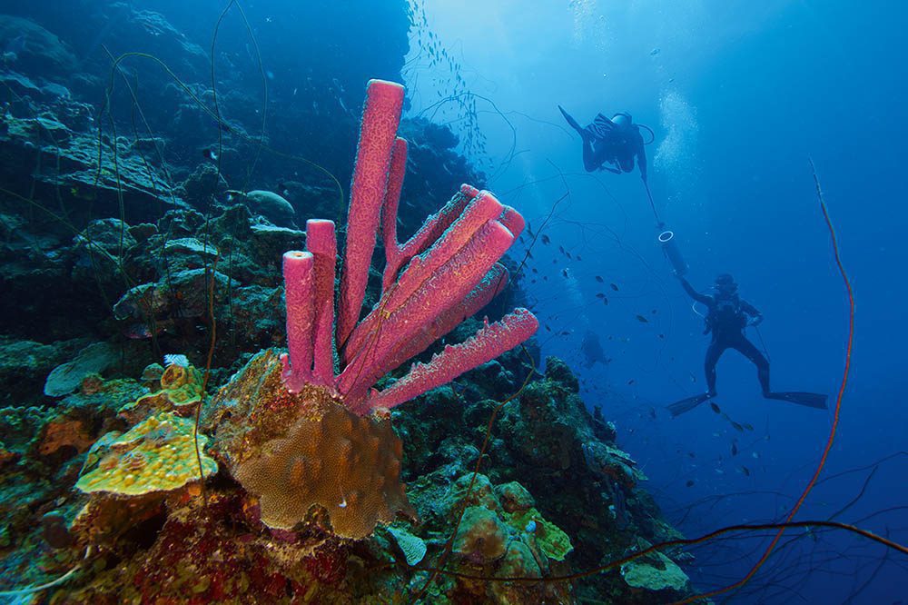 Mergulho em bullenbaai coberto com uma variedade de folhas e corais de arame e esponjas tubulares coloridas destacando o recife