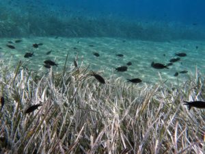 Seagrass bed with fish