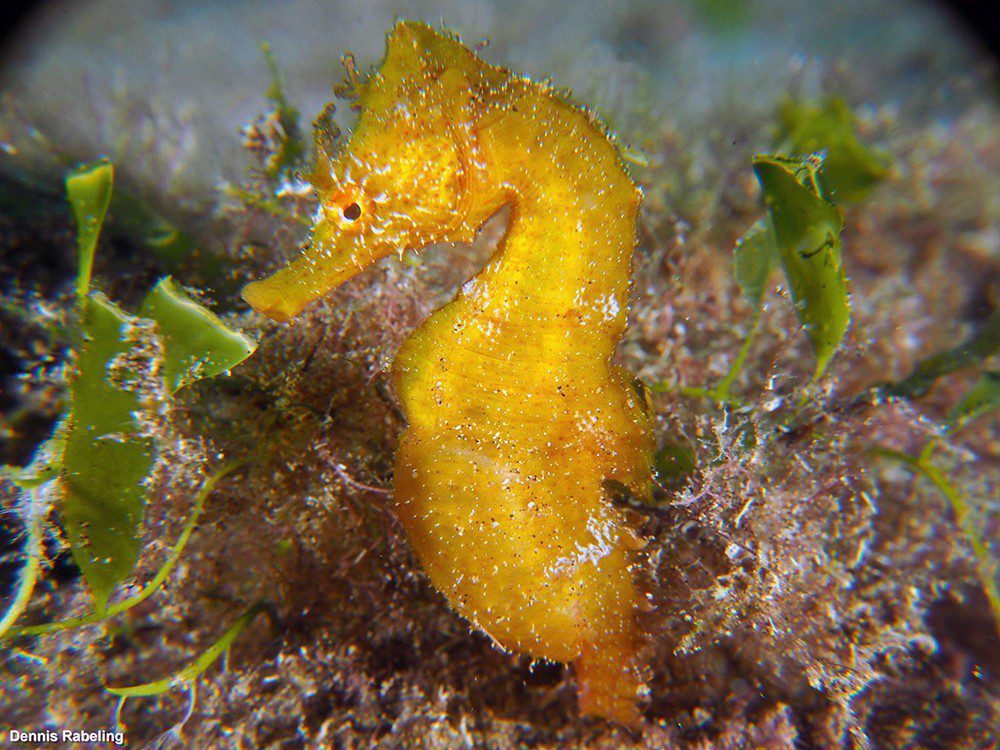 Hippocampe dans les rochers peu profonds Site de plongée de Playa Grande