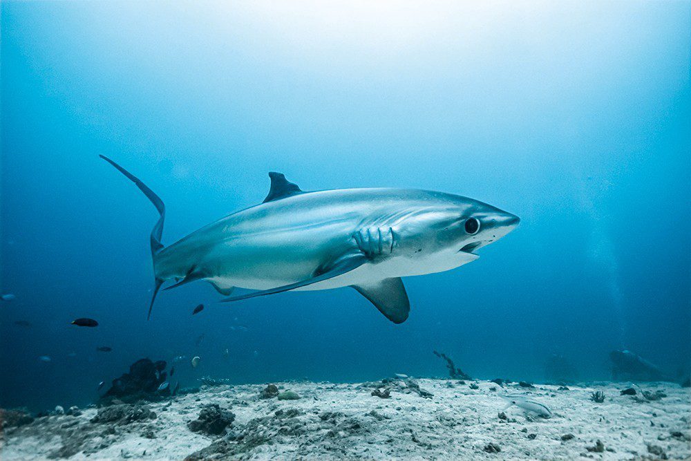 Thresher Shark