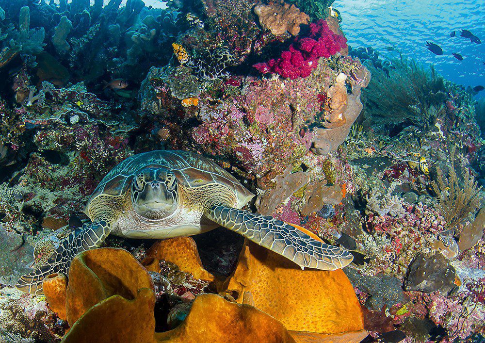 Tortue sur le site de plongée Mandoline