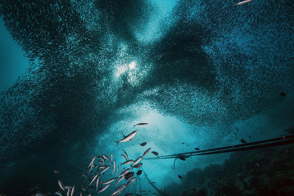 Подводно торнадо от сардини на Sardine run