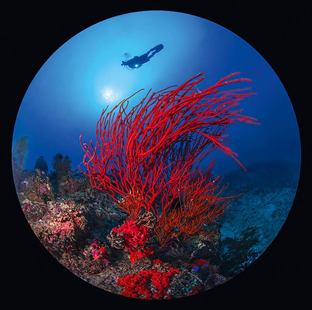 Colourful soft corals at the Canyons