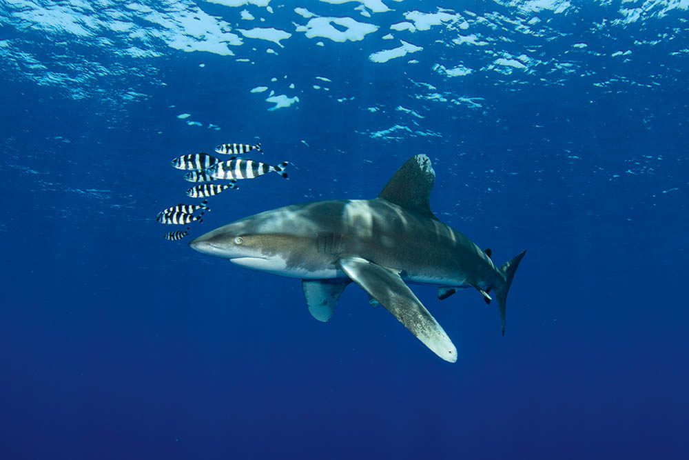Dive with oceanic whitetip shark