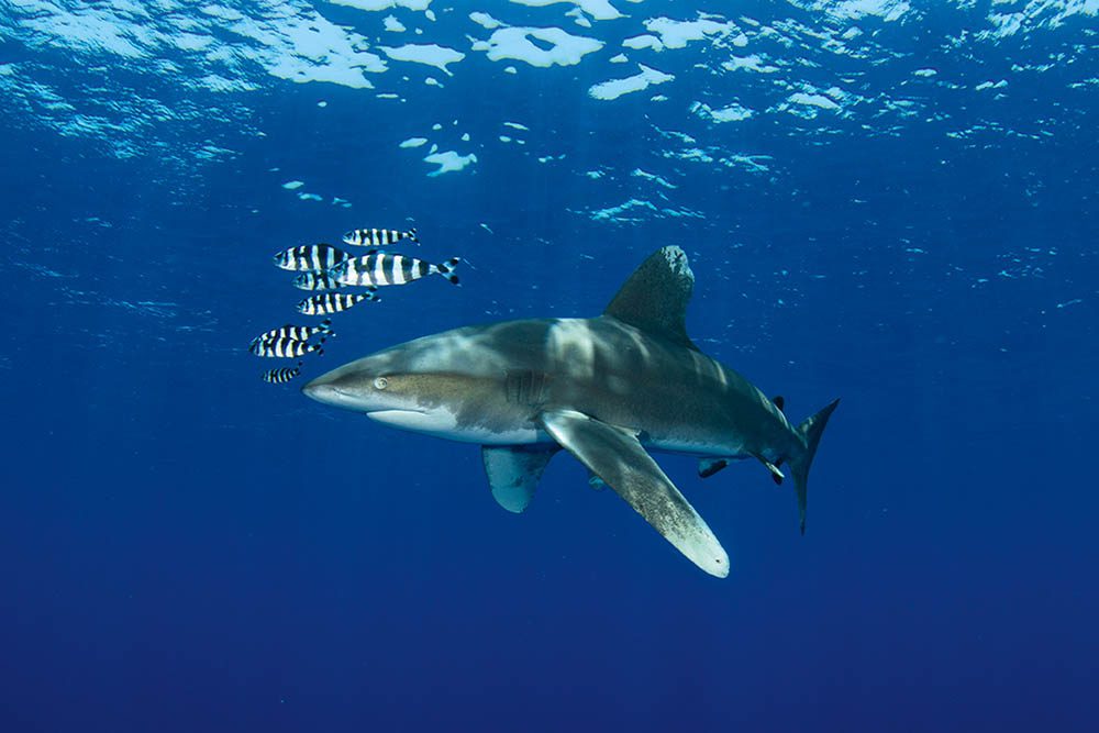 Mergulhe com o tubarão-de-pontas-brancas oceânico