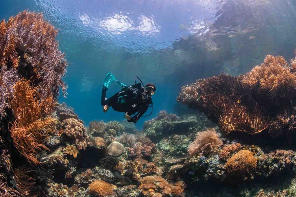 サンゴ礁を渡るダイバー