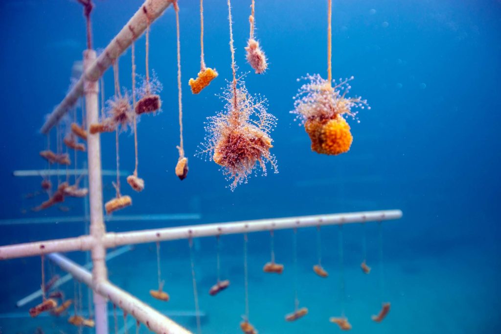 свисающие кораллы