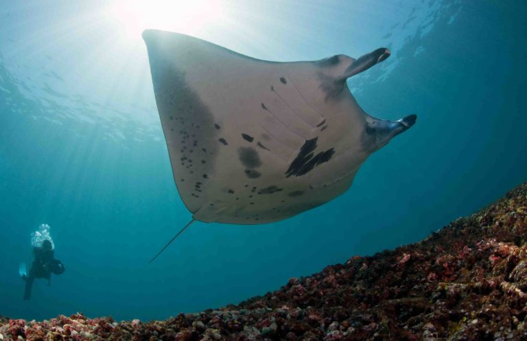 manta ray and diver over reef in Komodo