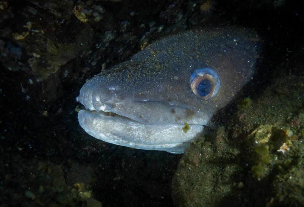 conger eel