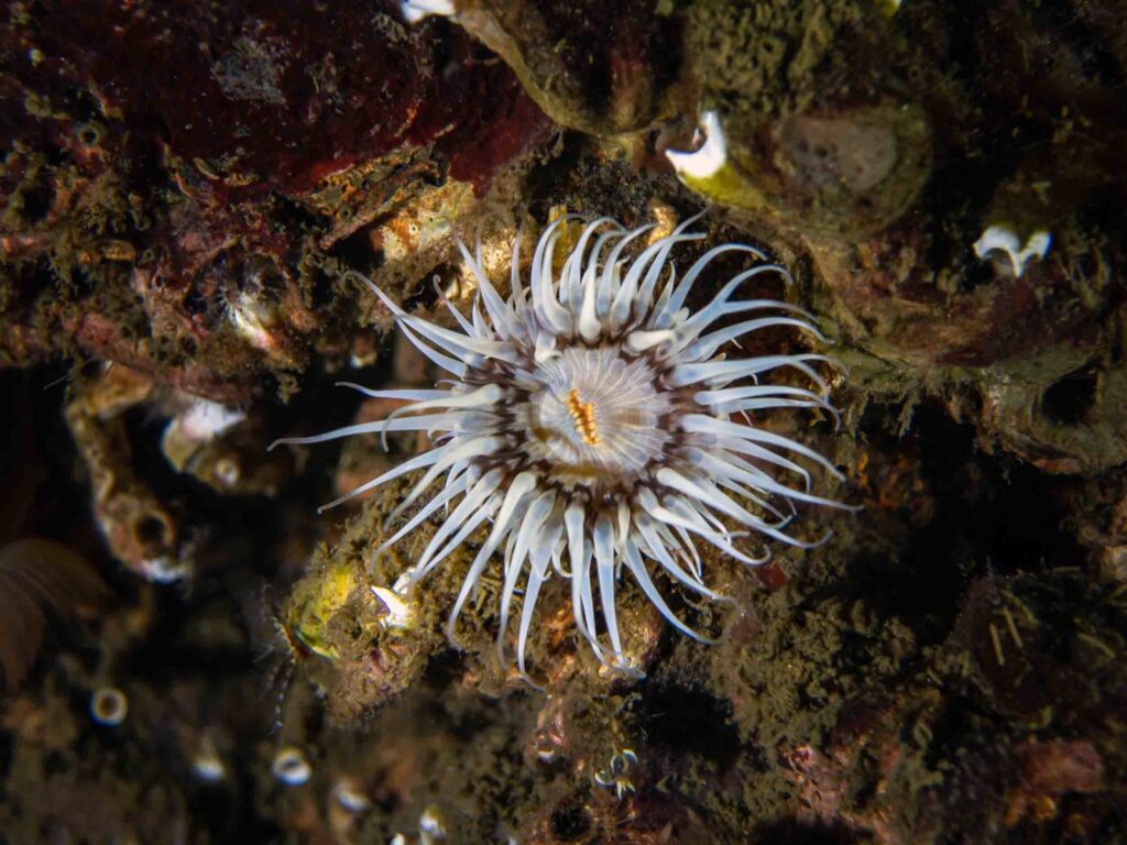 elegants anemone