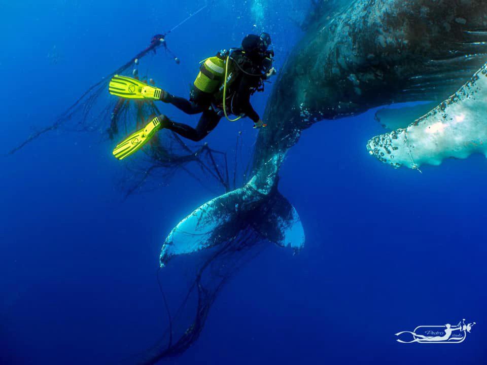 freeing the humpback’s tail
