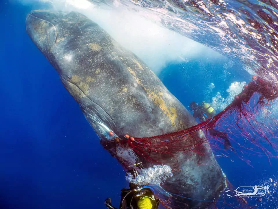 baleine à moitié libérée