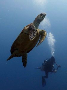 Turtle and diver in Hawaii