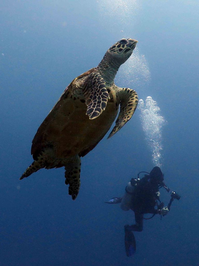 Schildkröte und Taucher auf Hawaii