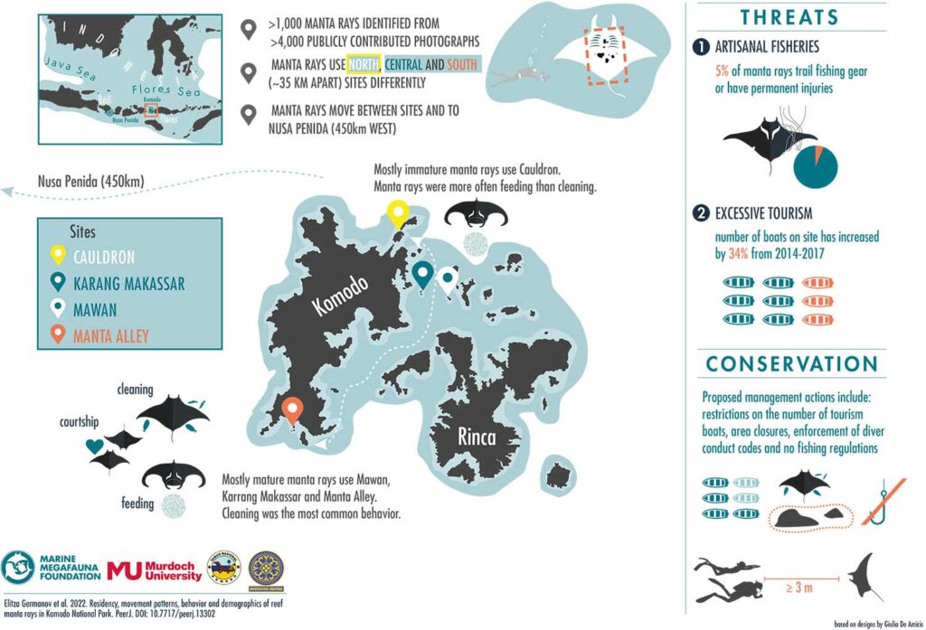 manta ray Komodo infografika