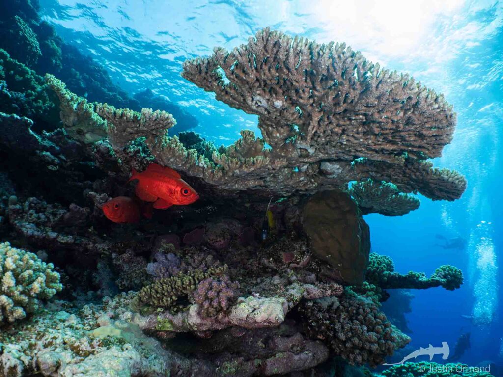 Ikan di Laut Merah