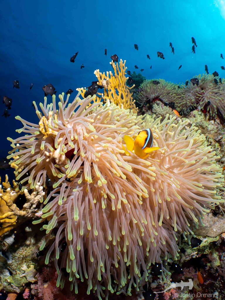 Anemonefish pie Sarkanās jūras